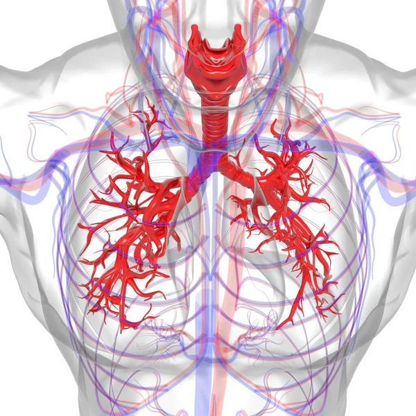 Tıbbi Konsept 3 boyutlu Resim İçin Akciğerler İnsan Solunum Sistemi Anatomisi