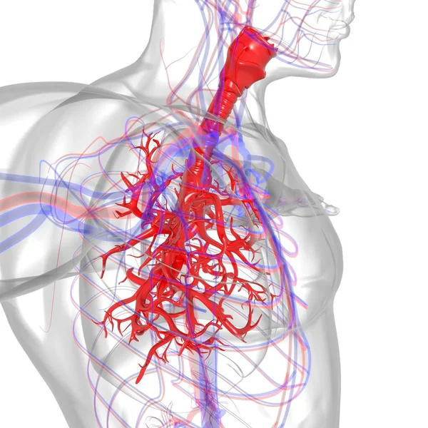 Tıbbi Konsept 3 boyutlu Resim İçin Akciğerler İnsan Solunum Sistemi Anatomisi