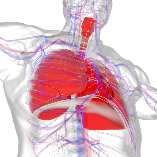 Tıbbi Konsept 3 boyutlu Resim İçin Akciğerler İnsan Solunum Sistemi Anatomisi
