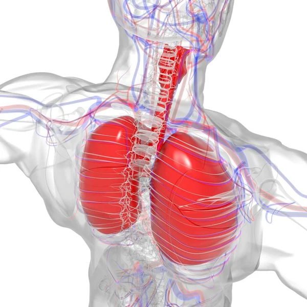Tıbbi Konsept 3 boyutlu Resim İçin Akciğerler İnsan Solunum Sistemi Anatomisi