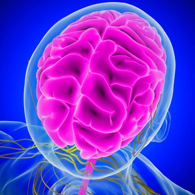 Tıbbi Konsept için İnsan Beyni Anatomisi 3 boyutlu İllüstrasyon