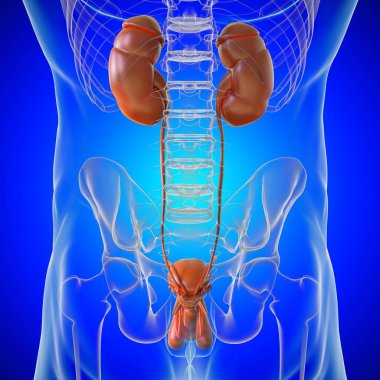 Tıbbi Konsept için Erkek Üreme Sistemi Anatomisi 3B İllüstrasyon