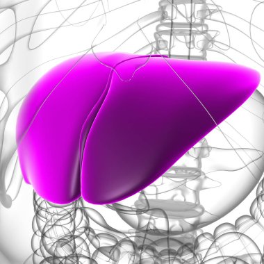 Karaciğer 3D Görüntü İnsan Sindirim Sistemi Anatomisi Tıbbi Konsept İçin