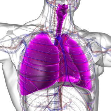 Tıbbi Konsept 3 boyutlu Resim İçin Akciğerler İnsan Solunum Sistemi Anatomisi