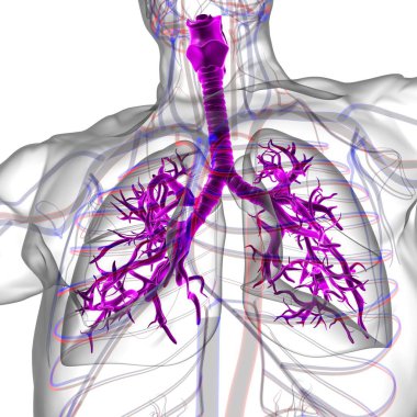 Tıbbi Konsept 3 boyutlu Resim İçin Akciğerler İnsan Solunum Sistemi Anatomisi