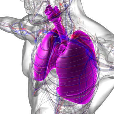 Tıbbi Konsept 3 boyutlu Resim İçin Akciğerler İnsan Solunum Sistemi Anatomisi