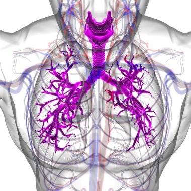 Tıbbi Konsept 3 boyutlu Resim İçin Akciğerler İnsan Solunum Sistemi Anatomisi