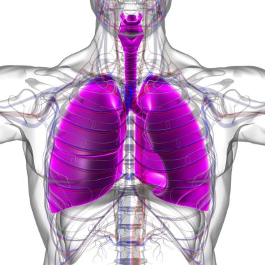 Tıbbi Konsept 3 boyutlu Resim İçin Akciğerler İnsan Solunum Sistemi Anatomisi