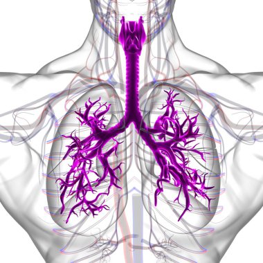 Tıbbi Konsept 3 boyutlu Resim İçin Akciğerler İnsan Solunum Sistemi Anatomisi