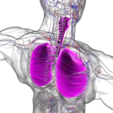 Tıbbi Konsept 3 boyutlu Resim İçin Akciğerler İnsan Solunum Sistemi Anatomisi