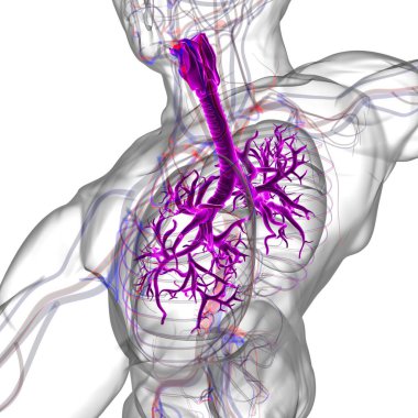 Tıbbi Konsept 3 boyutlu Resim İçin Akciğerler İnsan Solunum Sistemi Anatomisi