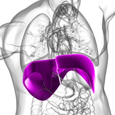 Tıbbi Konsept 3 boyutlu İllüstrasyon için Diyafram İnsan Solunum Sistemi Anatomisi