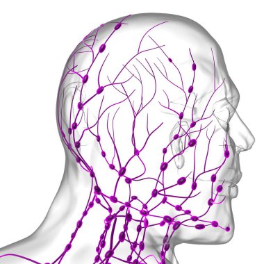 Tıbbi Konsept için İnsan Lenf Düğümleri Anatomisi 3 boyutlu Görüntü
