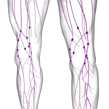 Tıbbi Konsept için İnsan Lenf Düğümleri Anatomisi 3 boyutlu Görüntü