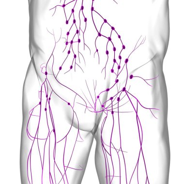 Tıbbi Konsept için İnsan Lenf Düğümleri Anatomisi 3 boyutlu Görüntü
