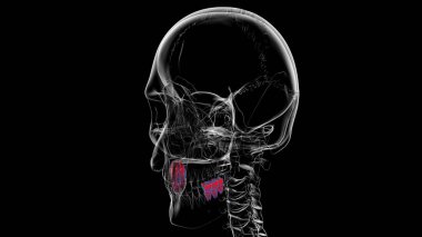 İnsan Dişleri Anatomisi Tıbbi Konsept için 3B İllüstrasyon