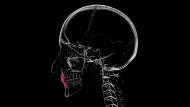 Incisors Inatomy Medikal Konsept için 3B İllüstrasyon