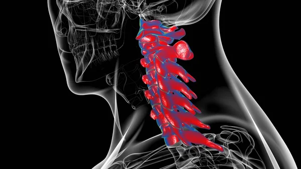 Human Skeleton Vertebral Column Cervical Vertebrae Anatomy 3D Illustration