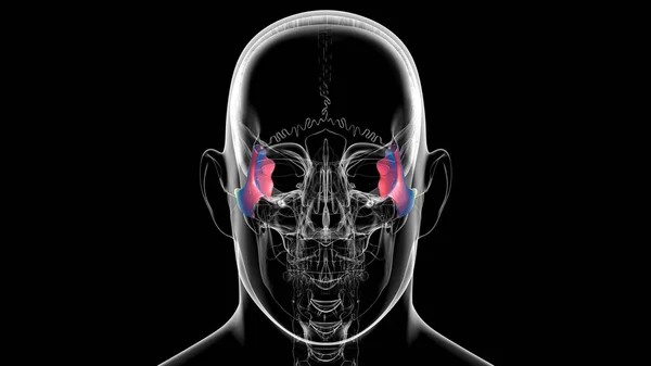 Human Skeleton Skull Zygomatic Bone Anatomy For Medical Concept 3D Illustration