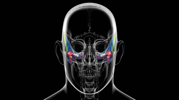 Human Skeleton Skull Temporal Bone Anatomy For Medical Concept 3D Illustration