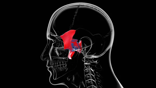 Human Skeleton Skull Sphenoid Bone Anatomy For Medical Concept 3D Illustration