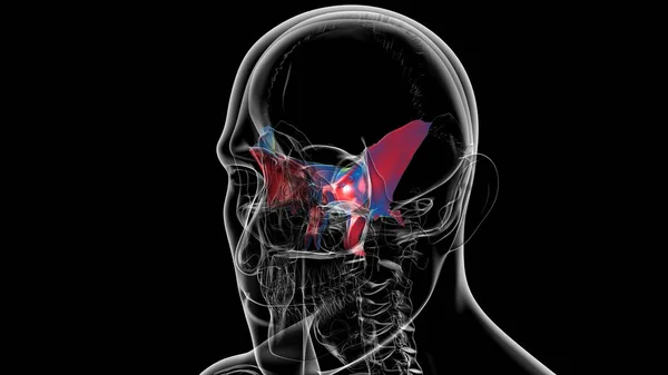 Human Skeleton Skull Sphenoid Bone Anatomy For Medical Concept 3D Illustration