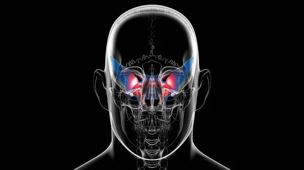 Human Skeleton Skull Sphenoid Bone Anatomy For Medical Concept 3D Illustration