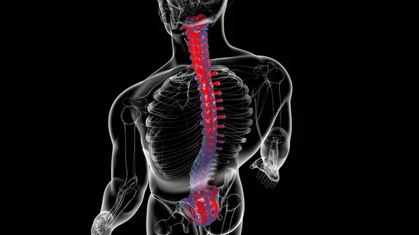 Human Skeleton Vertebral Column Vertebrae Anatomy 3D Illustration