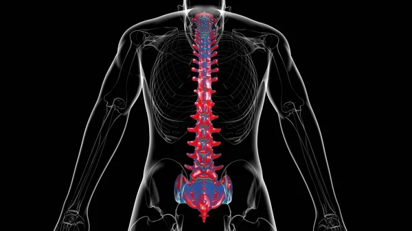 Human Skeleton Vertebral Column Vertebrae Anatomy 3D Illustration