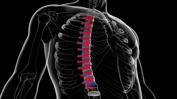 Human Skeleton Vertebral Column Thoracic Vertebrae Anatomy 3D Illustration