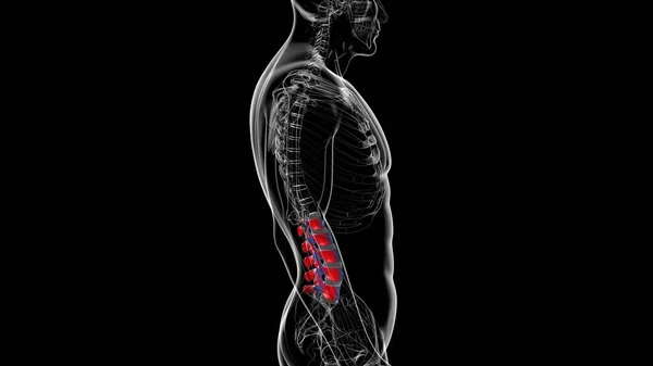 Human Skeleton Vertebral Column Lumbar Vertebrae Anatomy 3D Illustration