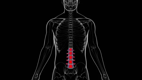 Human Skeleton Vertebral Column Lumbar Vertebrae Anatomy 3D Illustration