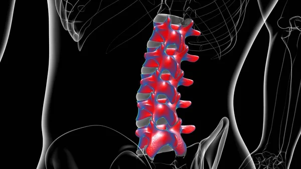 Human Skeleton Vertebral Column Lumbar Vertebrae Anatomy 3D Illustration