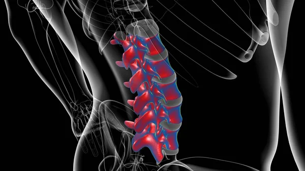 Human Skeleton Vertebral Column Lumbar Vertebrae Anatomy 3D Illustration