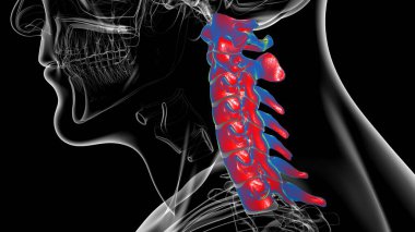 İnsan İskeleti Omurgası Servikal Omurga Anatomisi 3D İllüstrasyon