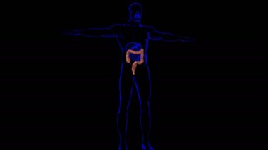 Tıbbi Konsept İçin Büyük Bağırsak 3D Görüntü İnsan Sindirim Sistemi Anatomisi