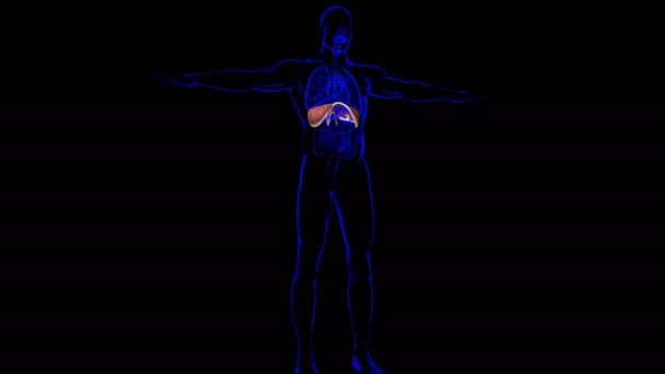 Anatomía Del Sistema Respiratorio Humano Del Diafragma Para Ilustración Del — Vídeo de stock