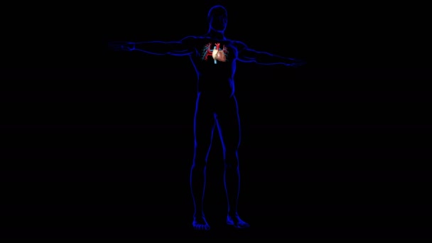 Människans Hjärta Anatomi För Medicinska Begrepp Illustration — Stockvideo