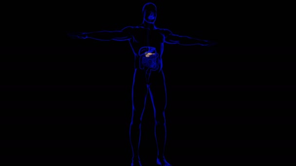 Anatomie Der Menschlichen Gallenblase Mit Verdauungssystem Für Medizinisches Konzept Illustration — Stockvideo