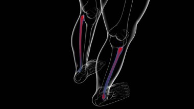 İnsan iskeleti anatomisi Fibula Kemiği Tıbbi Konsept için 3B Hazırlama