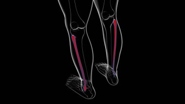 İnsan iskeleti anatomisi Fibula Kemiği Tıbbi Konsept için 3B Hazırlama