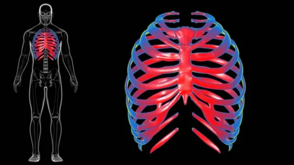 Human skeleton anatomy Rib Cage 3D Rendering For Medical Concept