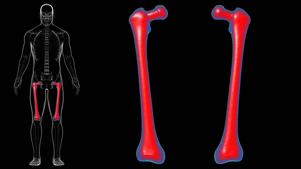 Human skeleton anatomy Femur Bone 3D Rendering For Medical Concept