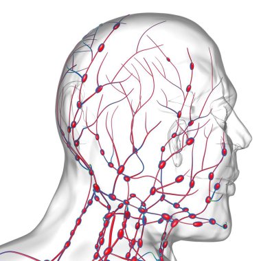 Tıbbi Konsept için İnsan Lenf Düğümleri Anatomisi 3 boyutlu Görüntü