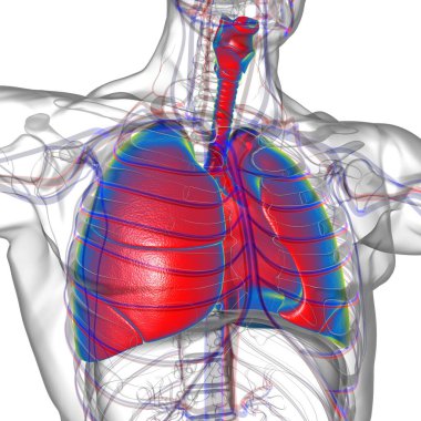 Tıbbi Konsept 3 boyutlu Resim İçin Akciğerler İnsan Solunum Sistemi Anatomisi