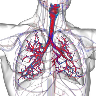 Tıbbi Konsept 3 boyutlu Resim İçin Akciğerler İnsan Solunum Sistemi Anatomisi