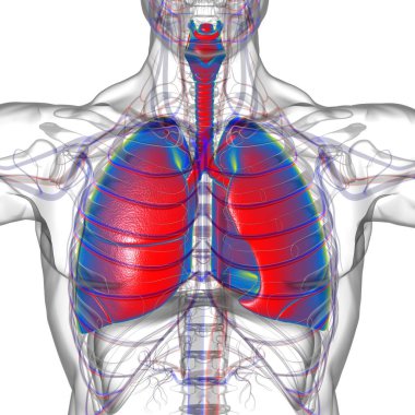 Tıbbi Konsept 3 boyutlu Resim İçin Akciğerler İnsan Solunum Sistemi Anatomisi