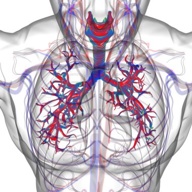 Tıbbi Konsept 3 boyutlu Resim İçin Akciğerler İnsan Solunum Sistemi Anatomisi