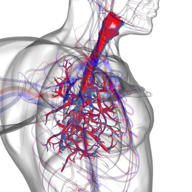Tıbbi Konsept 3 boyutlu Resim İçin Akciğerler İnsan Solunum Sistemi Anatomisi