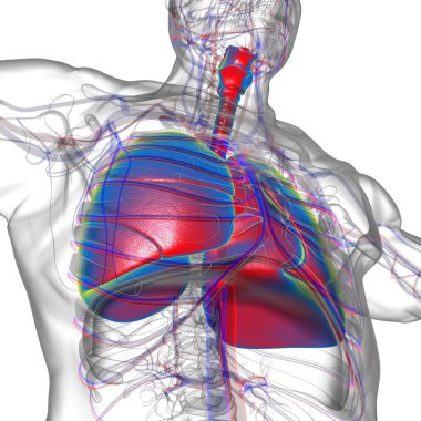 Tıbbi Konsept 3 boyutlu Resim İçin Akciğerler İnsan Solunum Sistemi Anatomisi